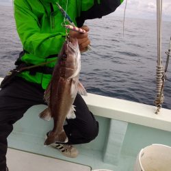 ひな丸 釣果
