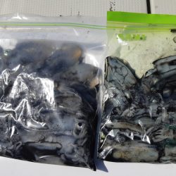 KIM Fishing Guide Service 釣果