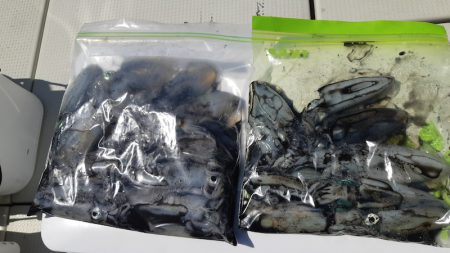 KIM Fishing Guide Service 釣果