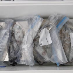 KIM Fishing Guide Service 釣果