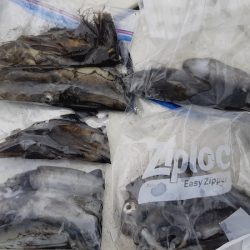 KIM Fishing Guide Service 釣果