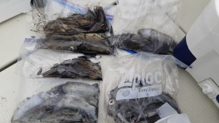 KIM Fishing Guide Service 釣果