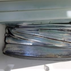 KIM Fishing Guide Service 釣果