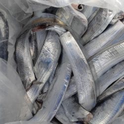 KIM Fishing Guide Service 釣果