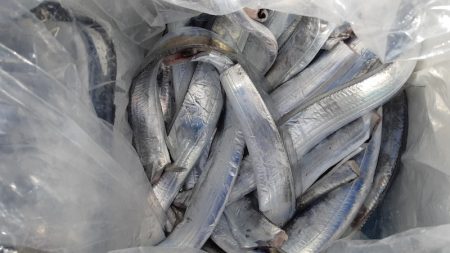 KIM Fishing Guide Service 釣果