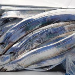 KIM Fishing Guide Service 釣果