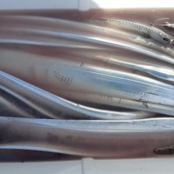 KIM Fishing Guide Service 釣果