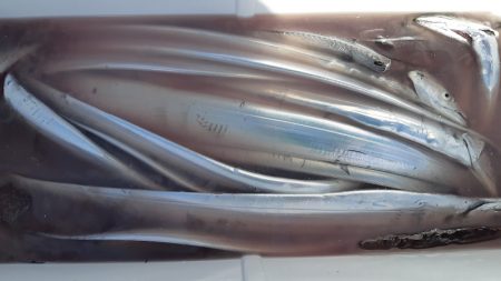 KIM Fishing Guide Service 釣果