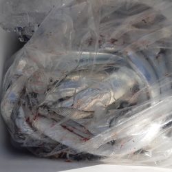 KIM Fishing Guide Service 釣果