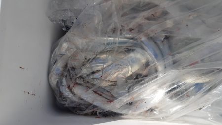 KIM Fishing Guide Service 釣果