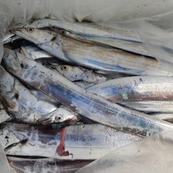 KIM Fishing Guide Service 釣果