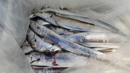 KIM Fishing Guide Service 釣果