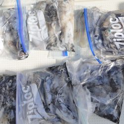 KIM Fishing Guide Service 釣果