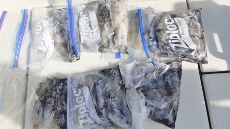 KIM Fishing Guide Service 釣果