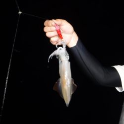 BlueNote Fishing Taxi 釣果