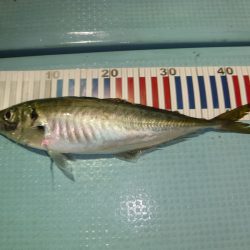 BlueNote Fishing Taxi 釣果