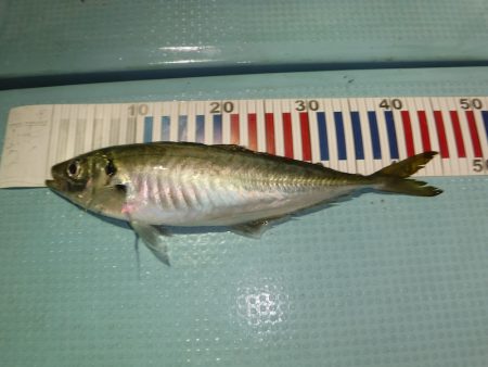 BlueNote Fishing Taxi 釣果