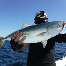 BlueNote Fishing Taxi 釣果