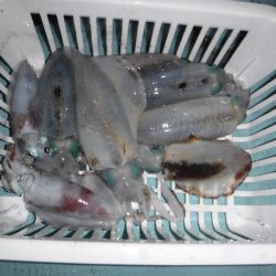 BlueNote Fishing Taxi 釣果