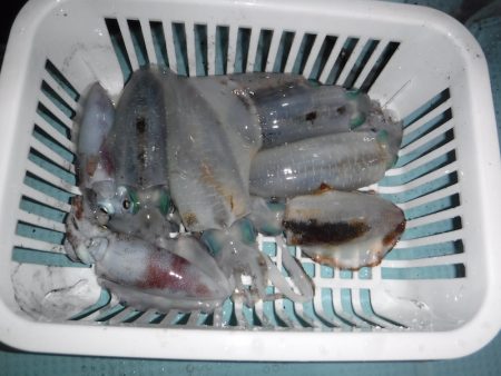 BlueNote Fishing Taxi 釣果