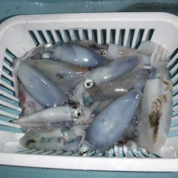 BlueNote Fishing Taxi 釣果