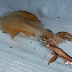 BlueNote Fishing Taxi 釣果