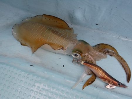 BlueNote Fishing Taxi 釣果