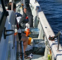 第二清洋丸 釣果