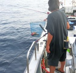 第二清洋丸 釣果