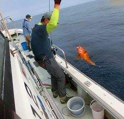 第二清洋丸 釣果