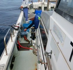 第二清洋丸 釣果