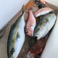 もと明丸 釣果