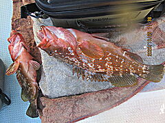 遊漁船 未紗奈 釣果