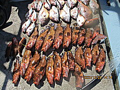 遊漁船 未紗奈 釣果