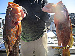 遊漁船 未紗奈 釣果