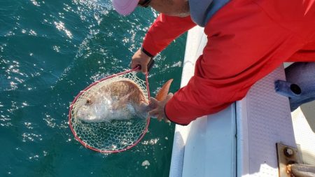 遊漁船 ニライカナイ 釣果