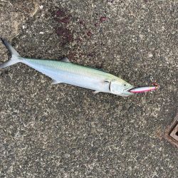 ショアジギングでサゴシとエギングでアオリイカ