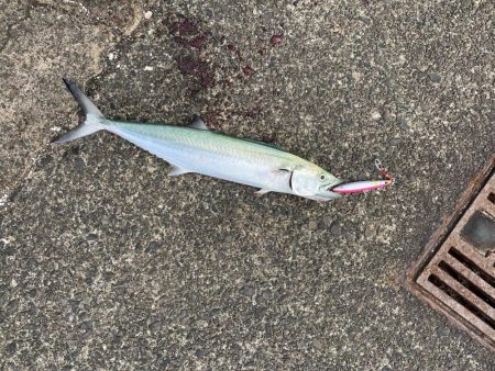 ショアジギングでサゴシとエギングでアオリイカ