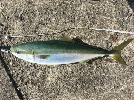 粘ってメジロ、サゴシ