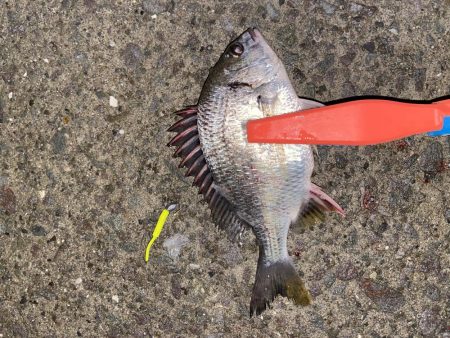 雨の中でも釣り