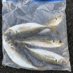 アジング(大潮→中潮)