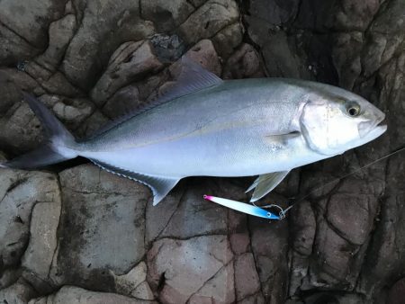 【青物】ショアジギングでカンパチ釣果