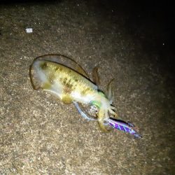 イカの気持ち４