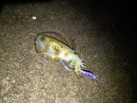 イカの気持ち４