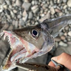 今季初！！朝マズメにタチウオ釣果！！