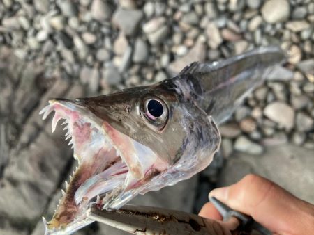 今季初！！朝マズメにタチウオ釣果！！