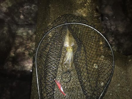 秋イカ三度目釣行