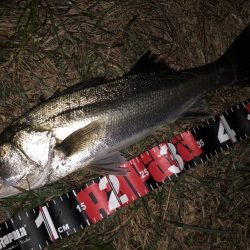 円山川シーバス