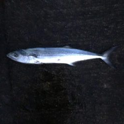 今期初サゴシ！