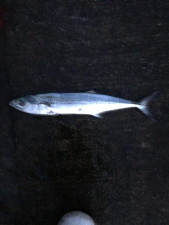 今期初サゴシ！